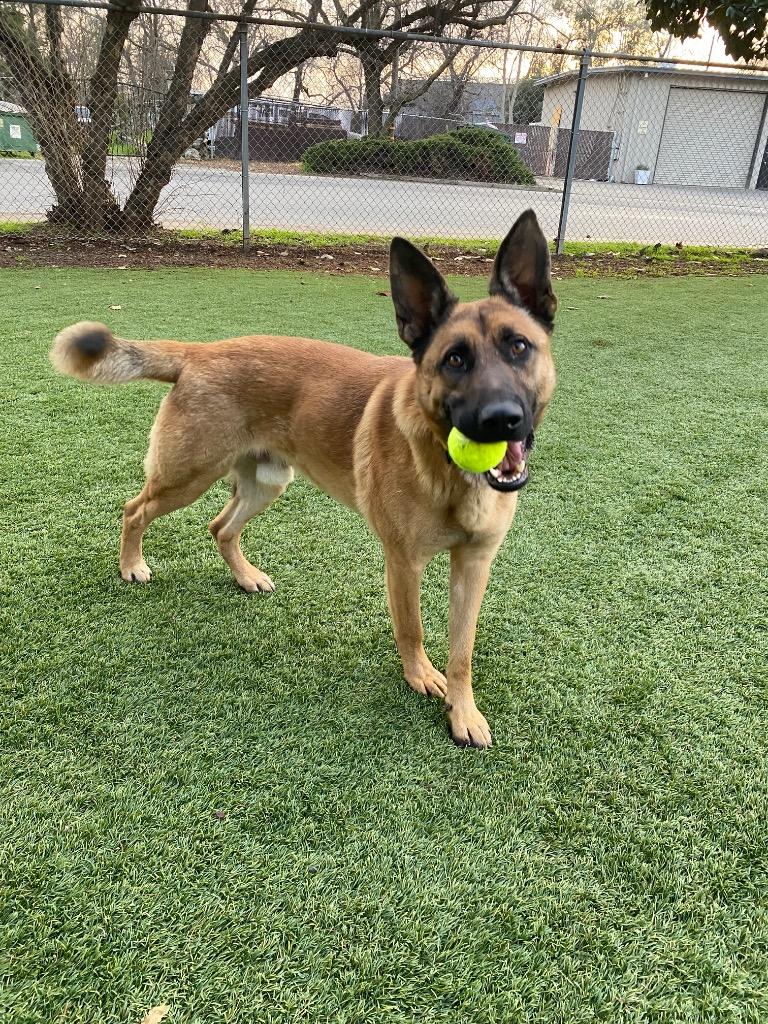 Stanford, Adoptable, Adult Male German Shepherd Dog.