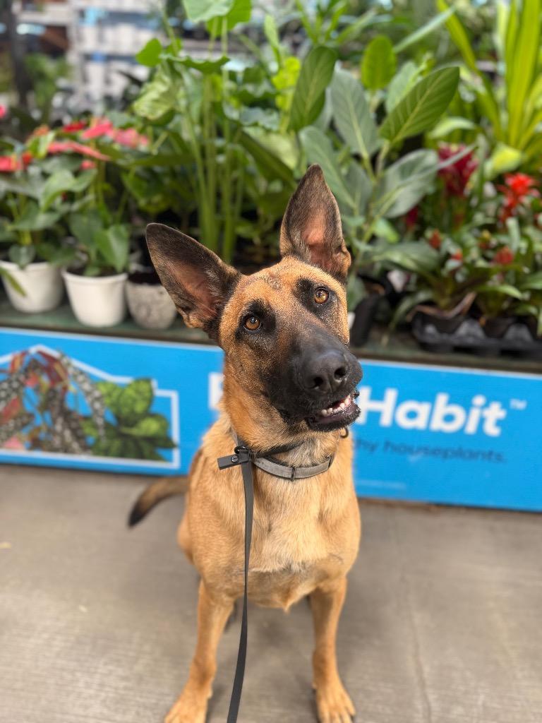 Enlarge Stanford, a Adoptable mixed breed in Chico, CA image 3/3