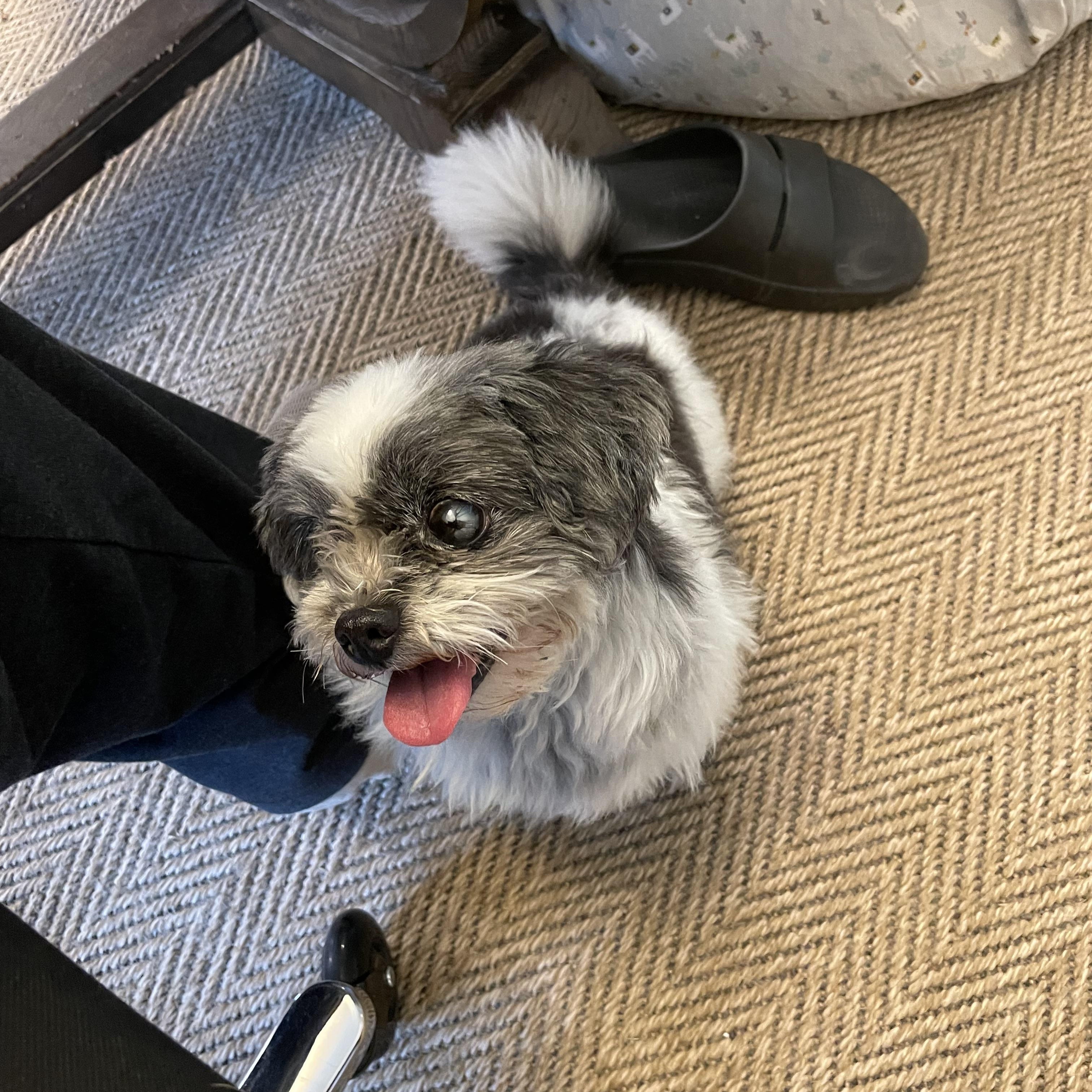 Enlarge Panda, an adopted Shih Tzu in Choctaw, OK image 3/3
