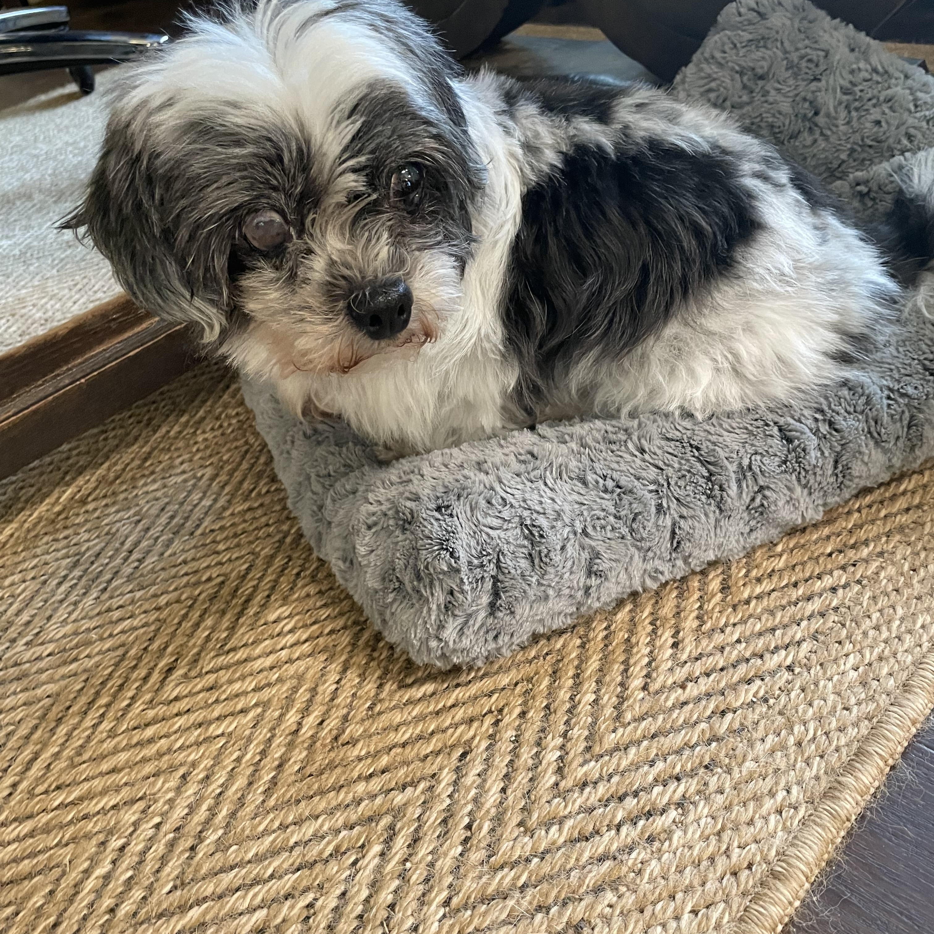 Enlarge Panda, an adopted Shih Tzu in Choctaw, OK image 2/3