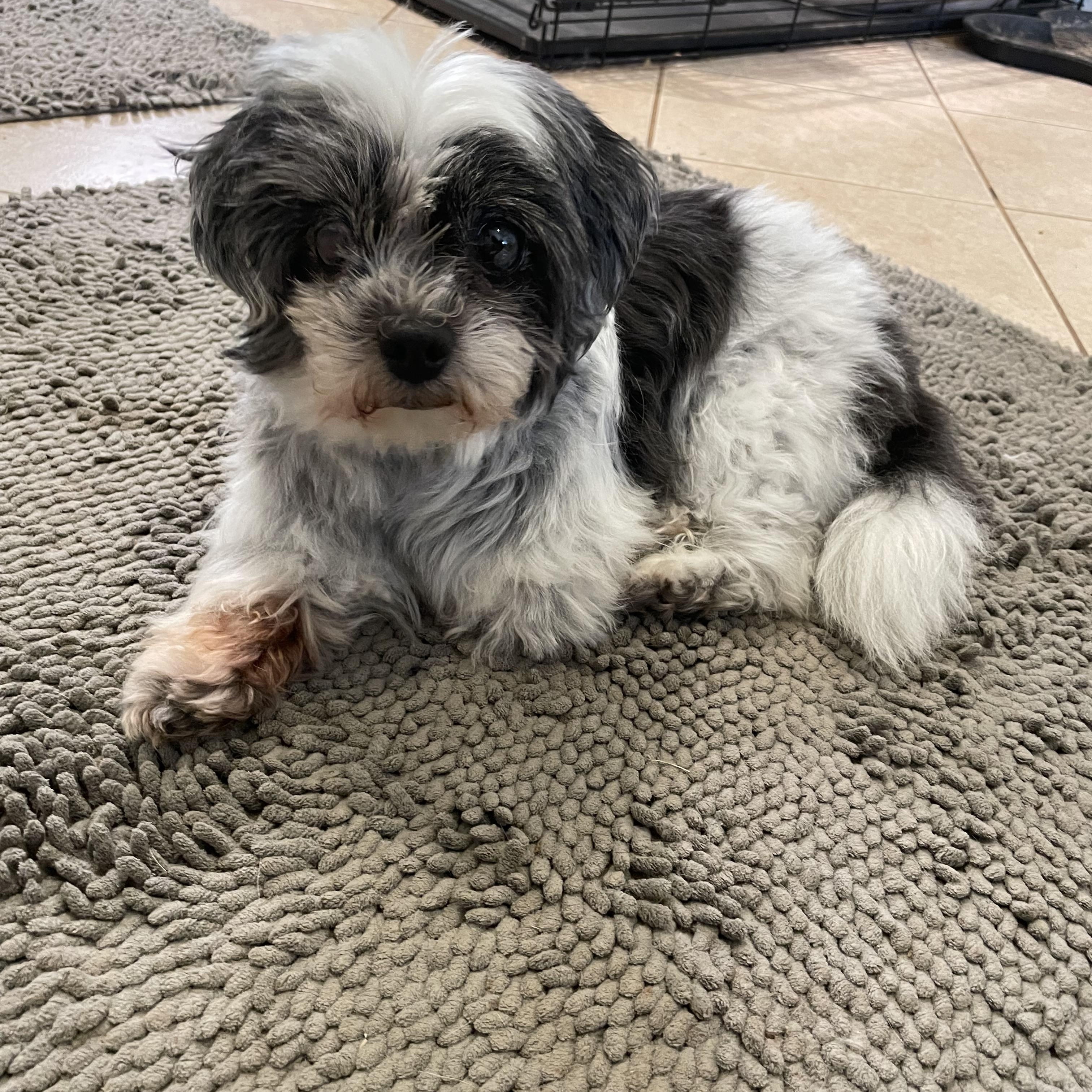 Panda, adopted, Senior Female Shih Tzu.