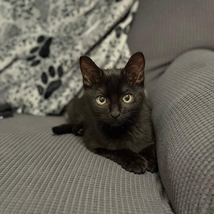 Kylo Ren, an adopted Domestic Short Hair in Lakeside, CA image 2/6