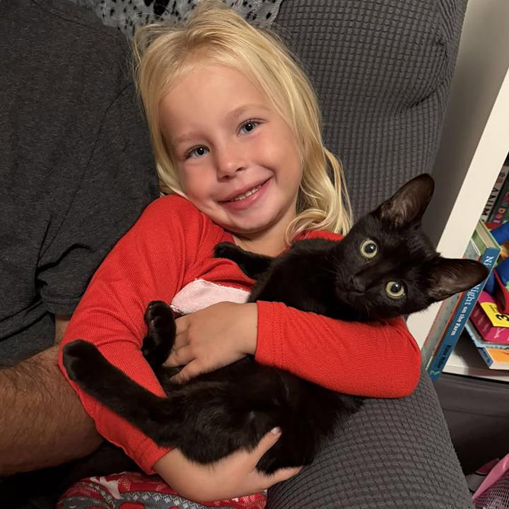 Kylo Ren, an adopted Domestic Short Hair in Lakeside, CA image 3/6