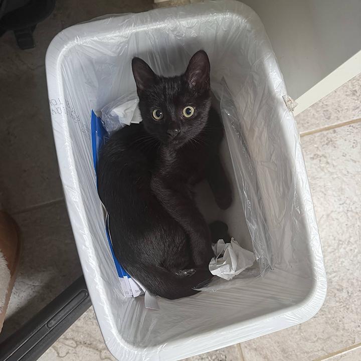 Kylo Ren, an adopted Domestic Short Hair in Lakeside, CA image 5/6