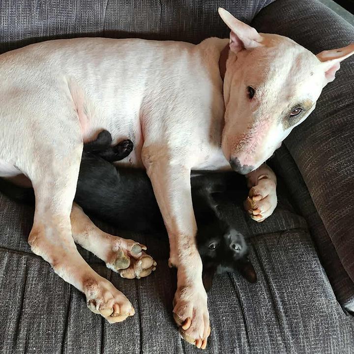 Kylo Ren, an adopted Domestic Short Hair in Lakeside, CA image 6/6