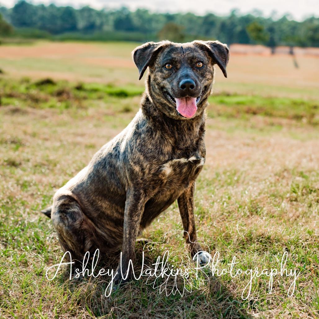 Merrie, Adoptable, Adult Female Terrier.