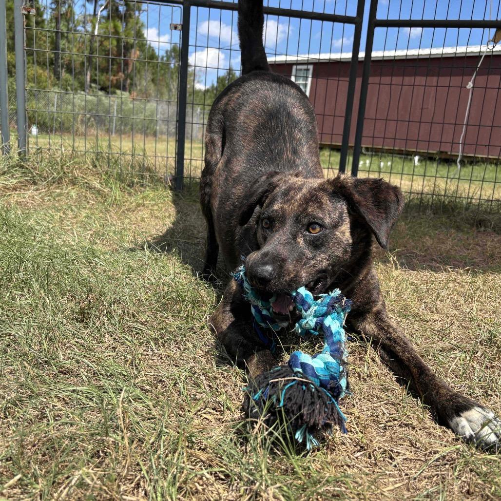 Merrie, Adoptable, Adult Female Terrier.