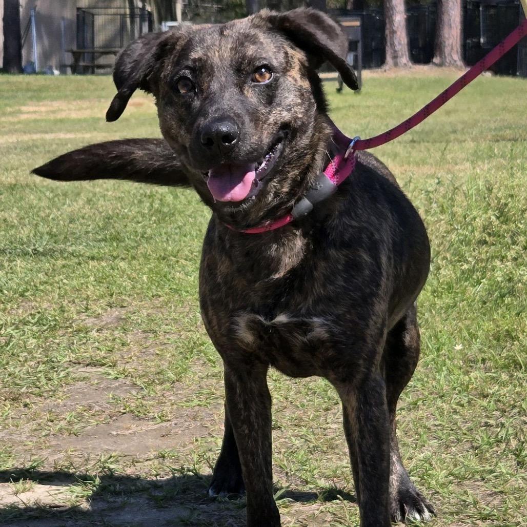 Enlarge Merrie, a Adoptable mixed breed in Hattiesburg, MS image 3/6