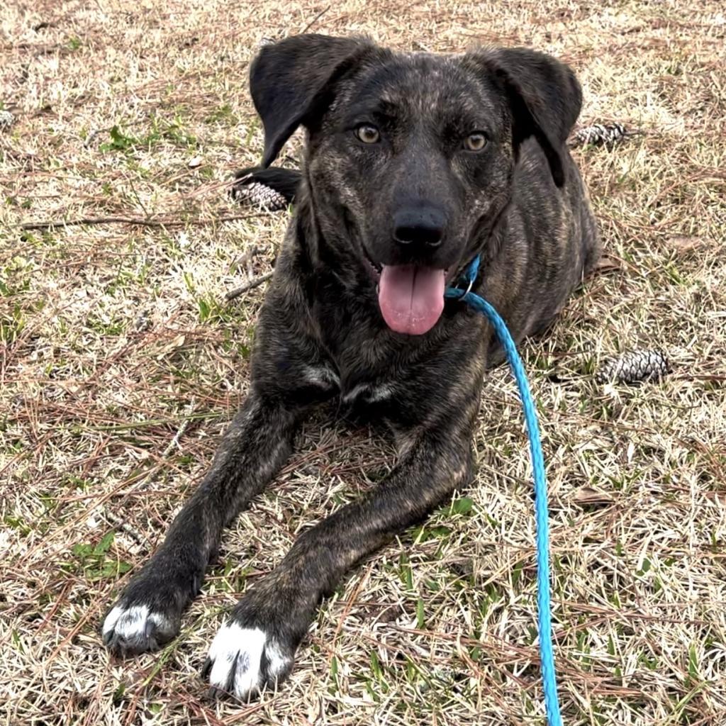 Merrie, a Adoptable mixed breed in Hattiesburg, MS image 5/6