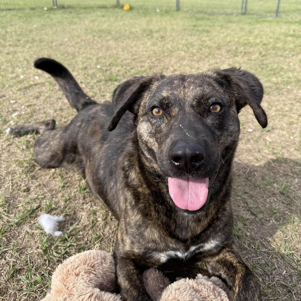 Enlarge Merrie, a Adoptable mixed breed in Hattiesburg, MS image 4/6