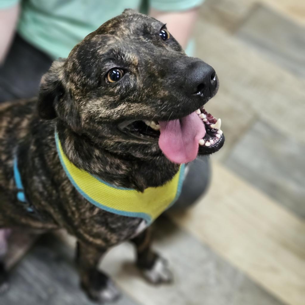 Enlarge Merrie, a Adoptable mixed breed in Hattiesburg, MS image 4/6