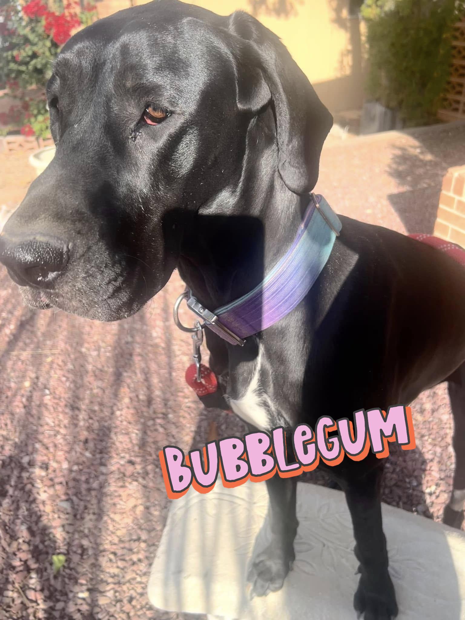 Bubblegum