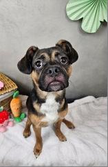 Milo, ADOPTABLE, Adult Male Pug.