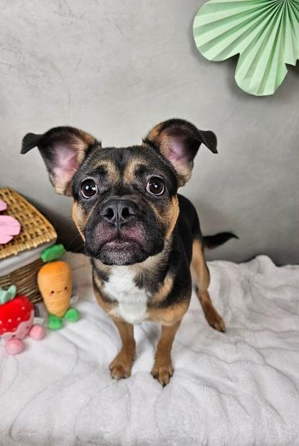 Enlarge Milo, a ADOPTABLE mixed breed in Portland, ME image 2/2