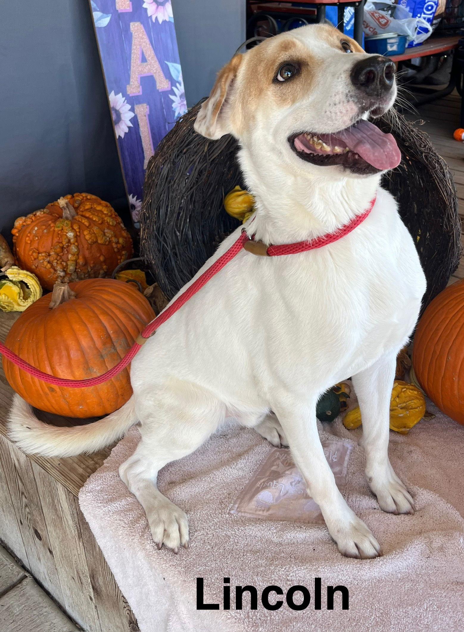 Enlarge Lincoln, a Adoptable mixed breed in Pipe Creek, TX image 1/3