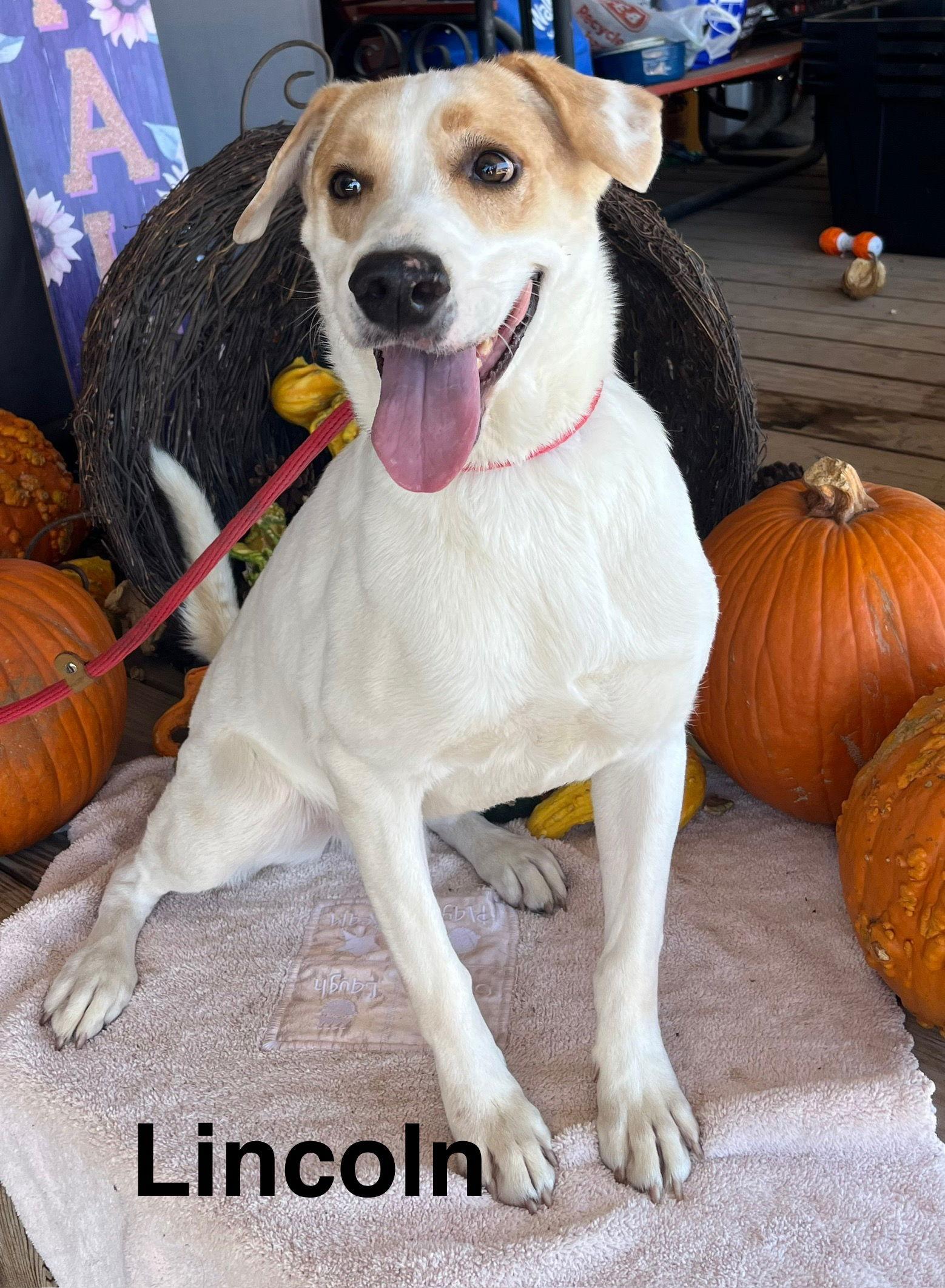 Enlarge Lincoln, a Adoptable mixed breed in Pipe Creek, TX image 2/3
