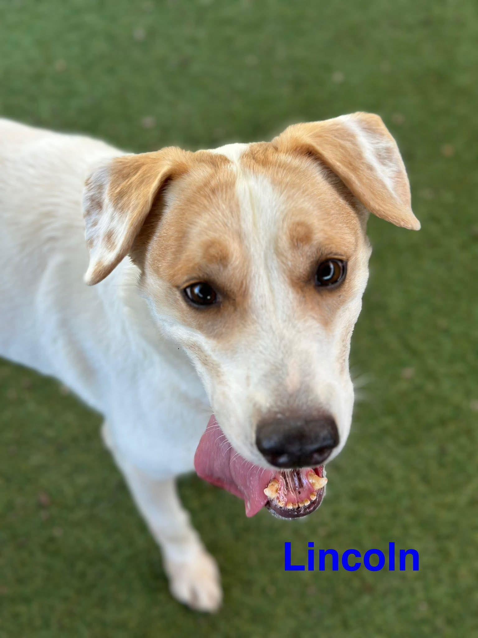 Enlarge Lincoln, a Adoptable mixed breed in Pipe Creek, TX image 3/3