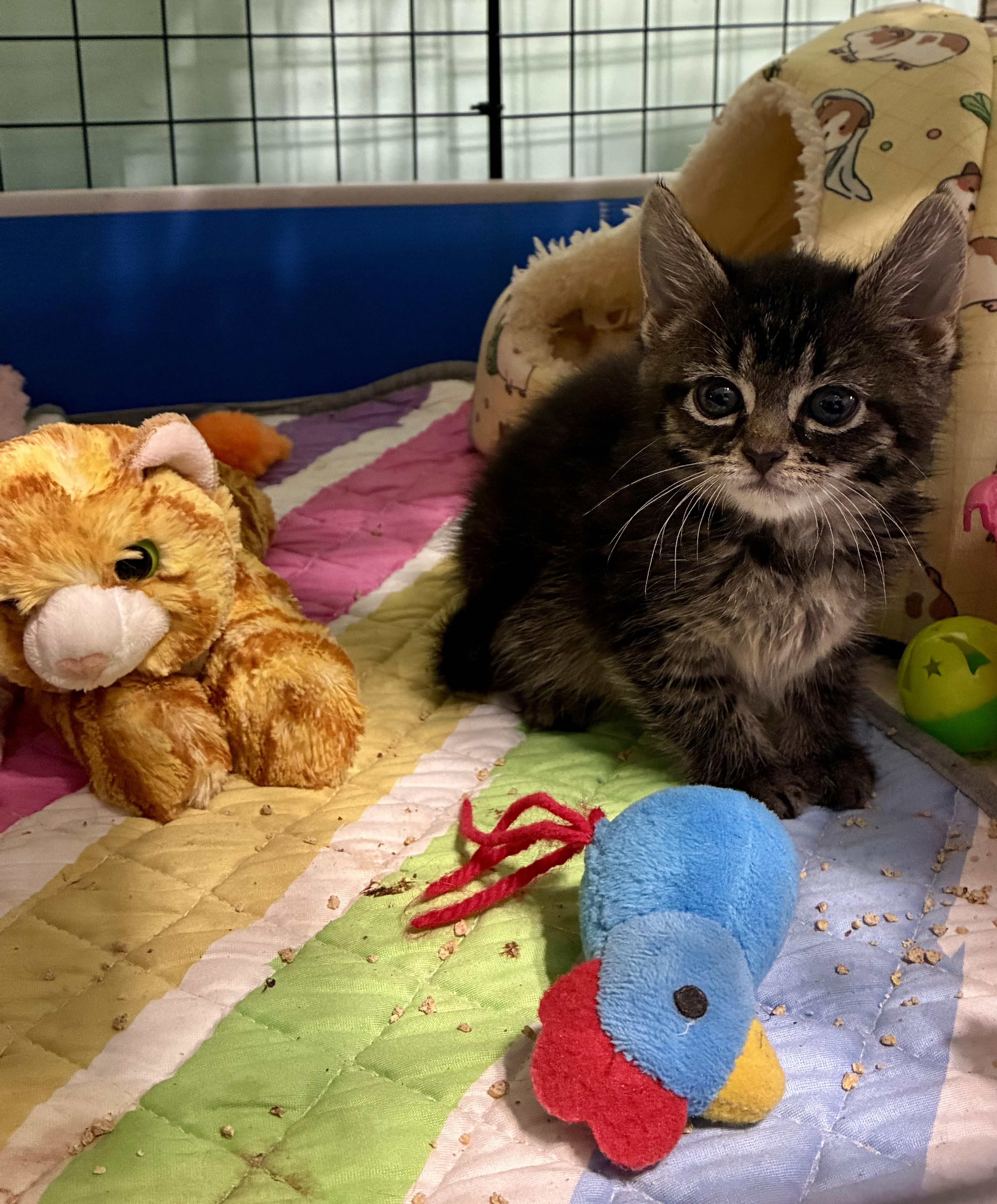 Harper, a ADOPTABLE Tabby in Clifton, NJ image 1/2
