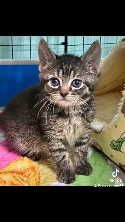 Enlarge Harper, a ADOPTABLE Tabby in Clifton, NJ video 2/2