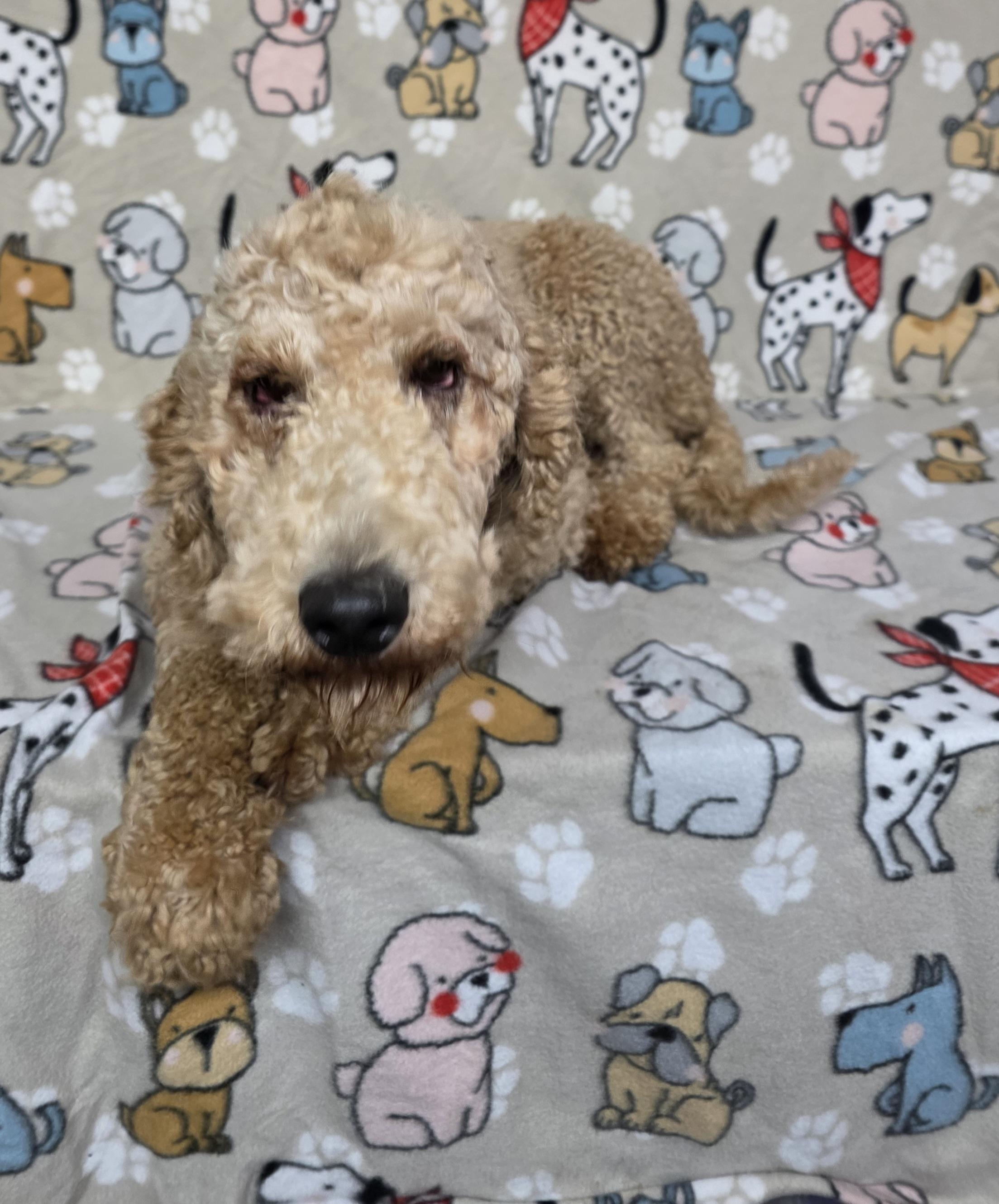 Frita, an adoptable Goldendoodle in Dallas, GA, 30132 | Photo Image 1
