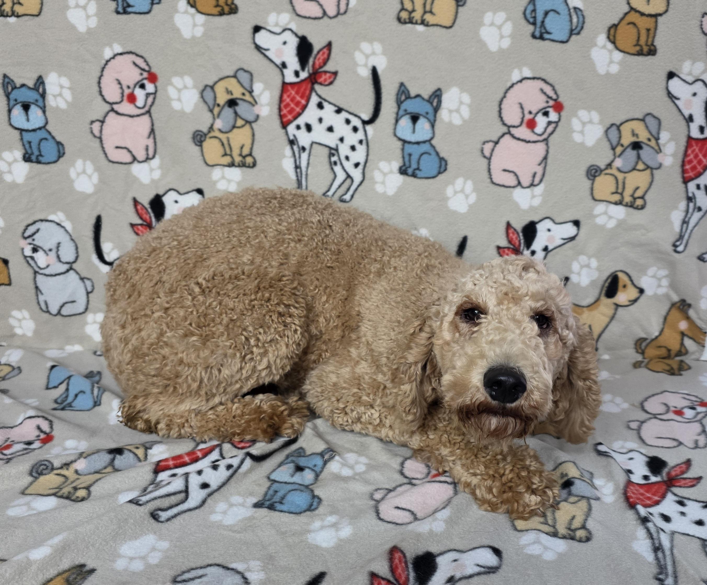 Frita, an adoptable Goldendoodle in Dallas, GA, 30132 | Photo Image 2
