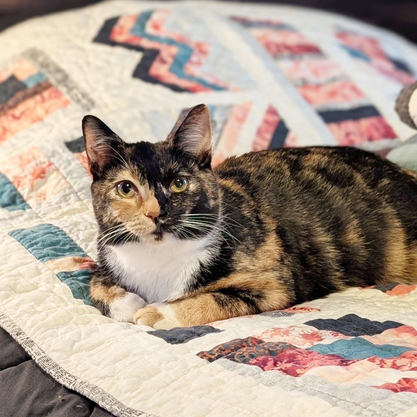 *Zezi, Adoptable, Young Female Domestic Short Hair.