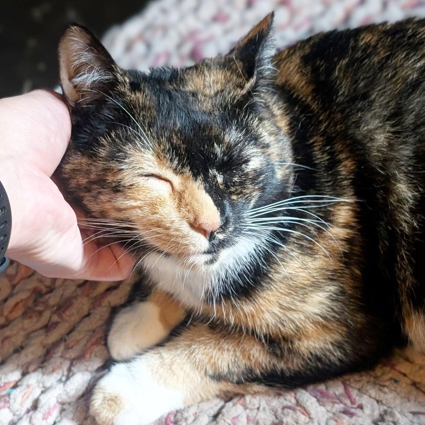 Enlarge *Zezi, a Adoptable Domestic Short Hair in Forest, VA image 3/3