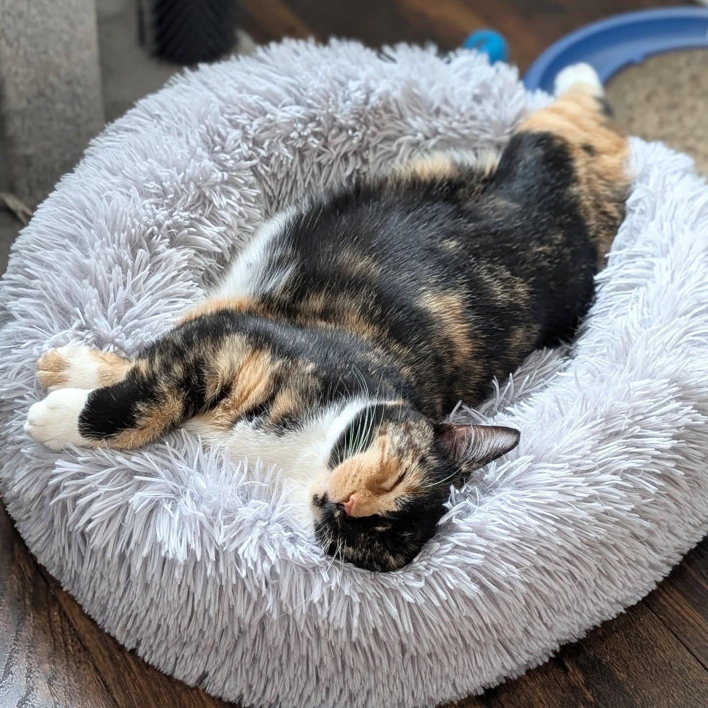 Enlarge *Zezi, a Adoptable Domestic Short Hair in Forest, VA image 5/6