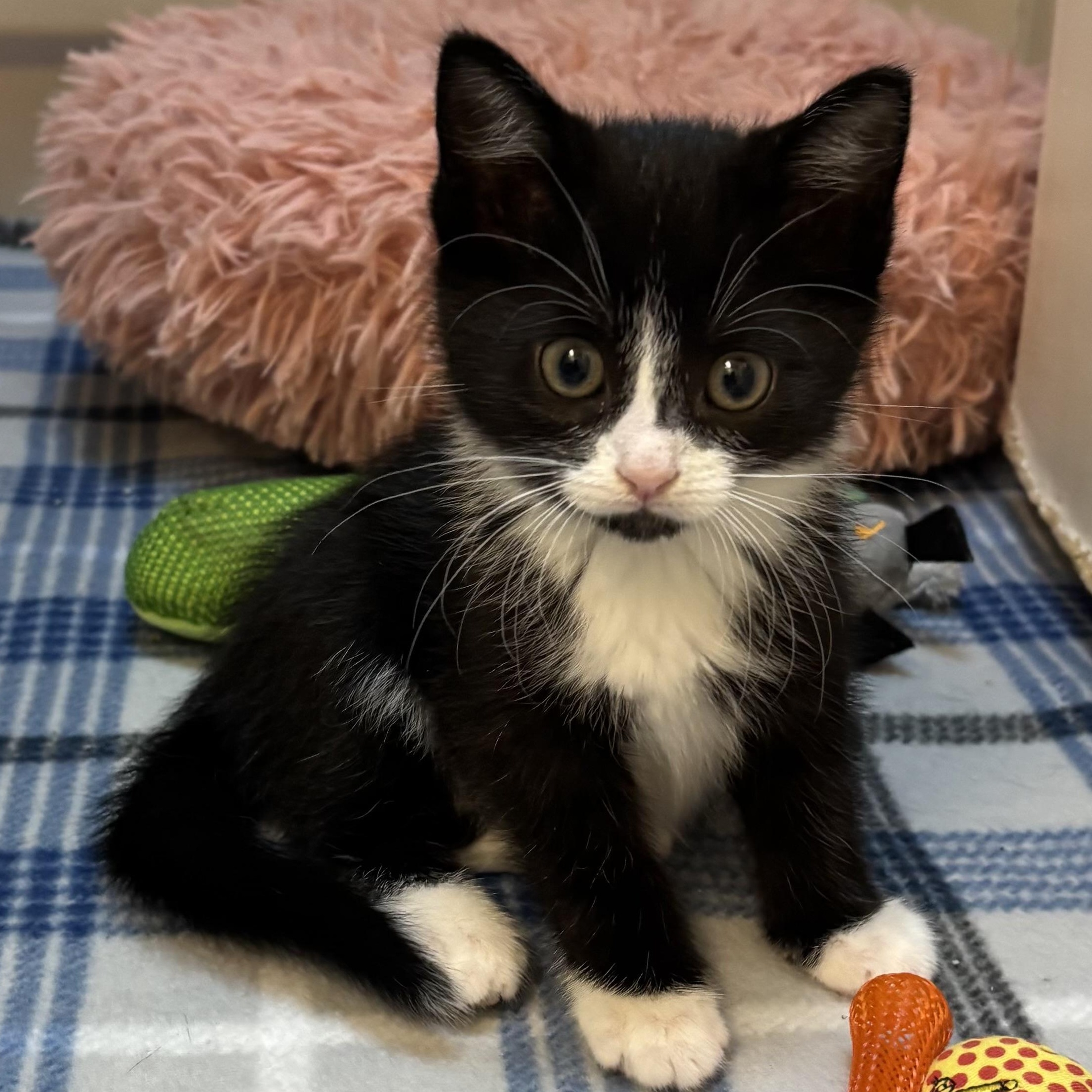 Otis, adopted, Kitten Male Domestic Short Hair.