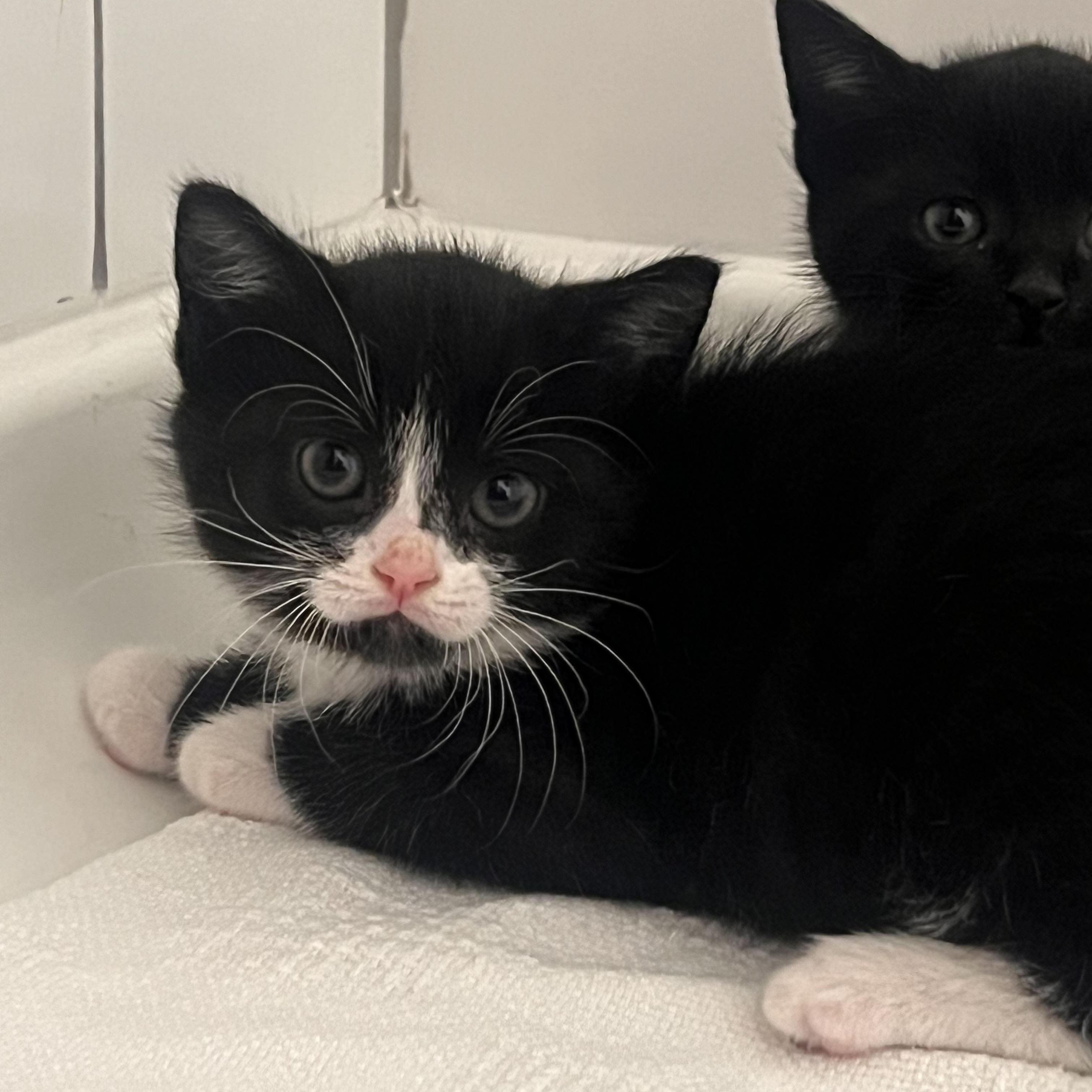 Enlarge Otis, an adopted Domestic Short Hair in jacksonville, FL image 3/3