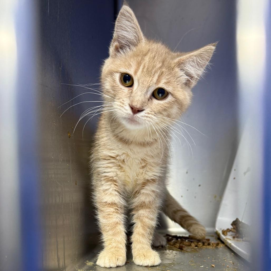 Rome, adopted, Kitten Male Domestic Long Hair.