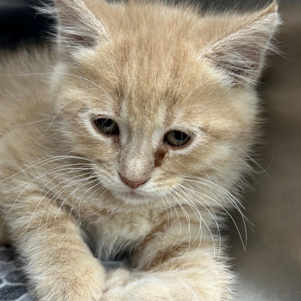 Enlarge Rome, an adopted Domestic Long Hair in Coos Bay, OR image 2/2