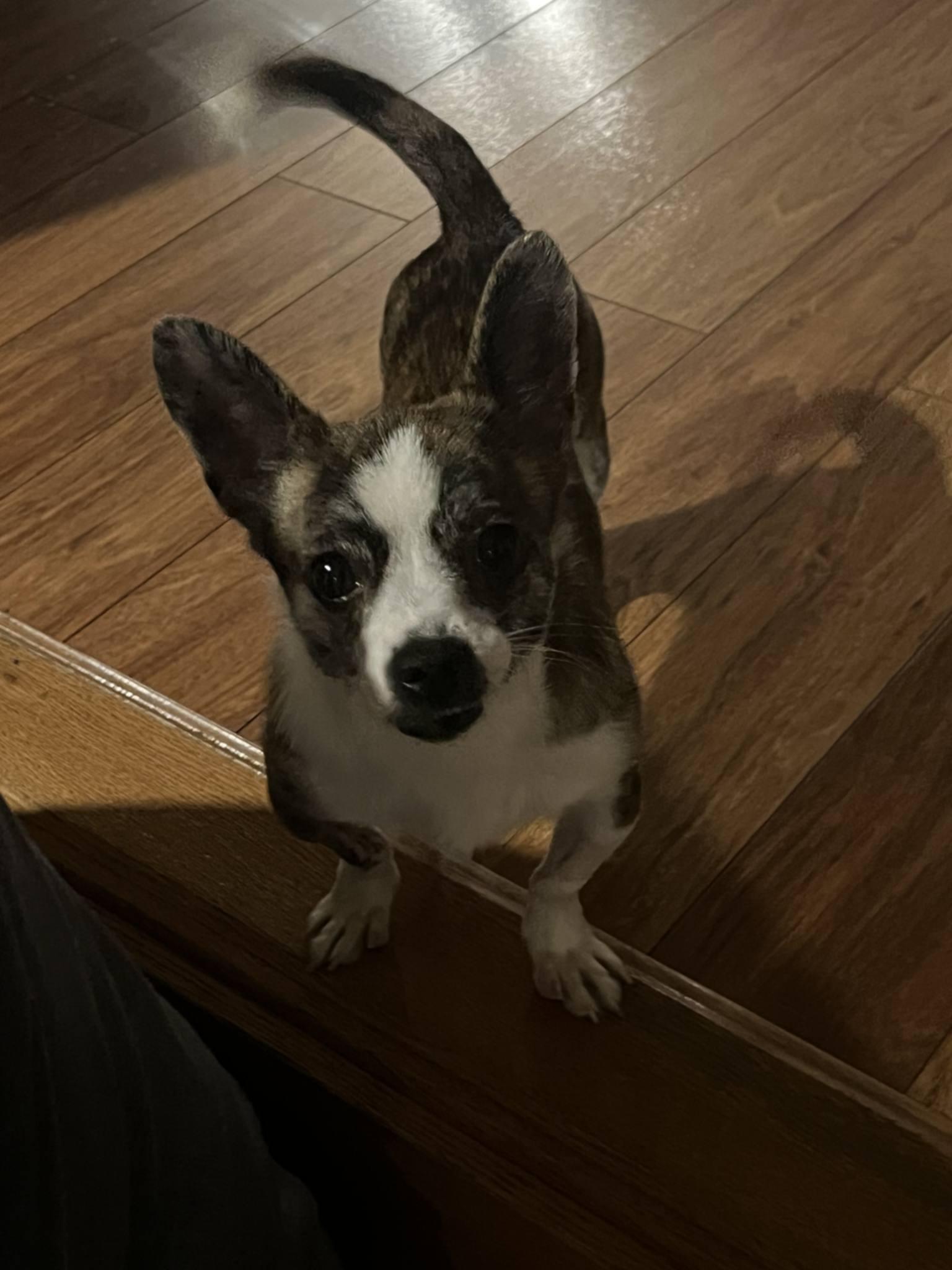 Enlarge Geoffrey, a Adoptable Chihuahua in Catasauqua, PA image 1/3