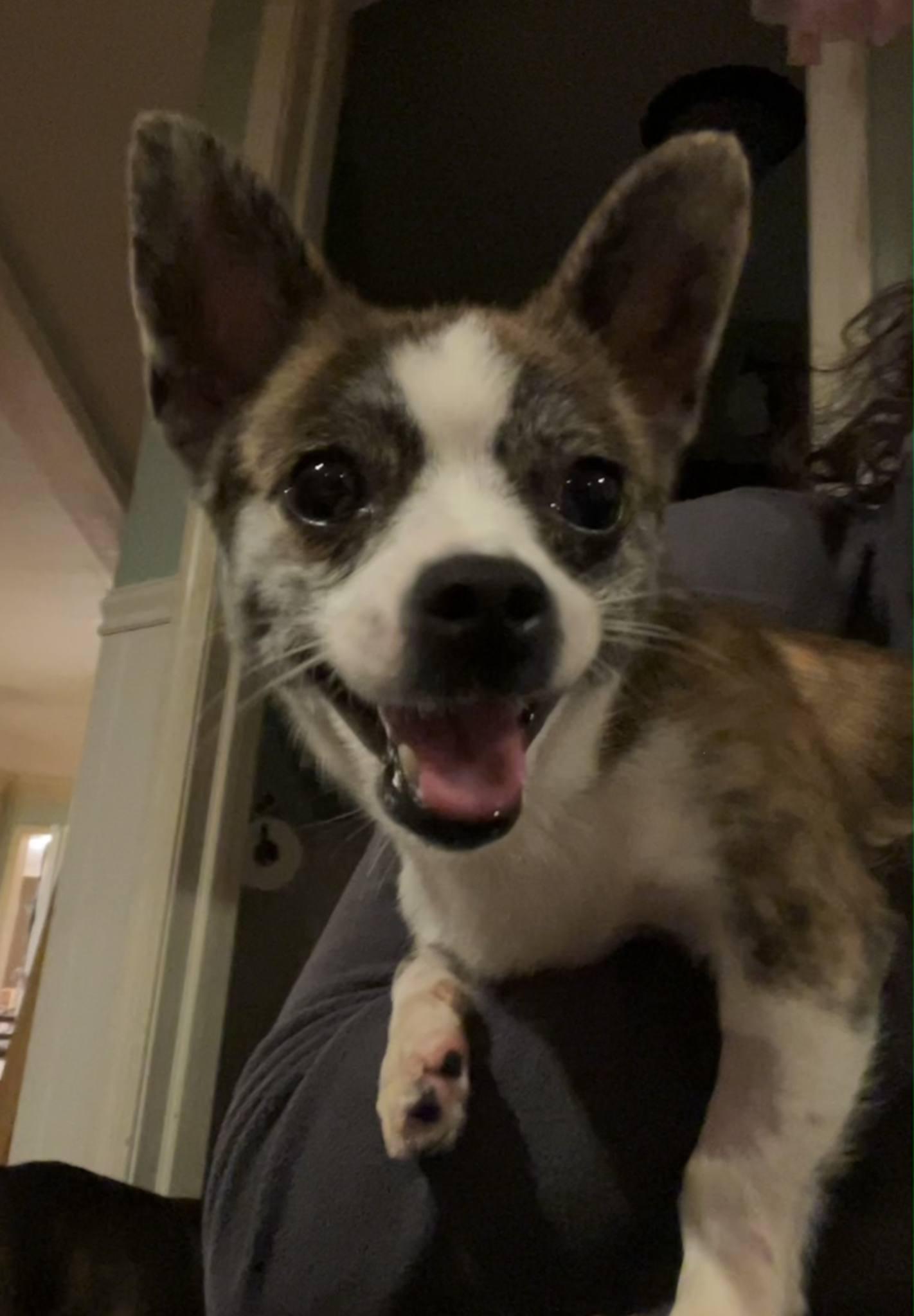 Enlarge Geoffrey, a Adoptable Chihuahua in Catasauqua, PA image 2/3