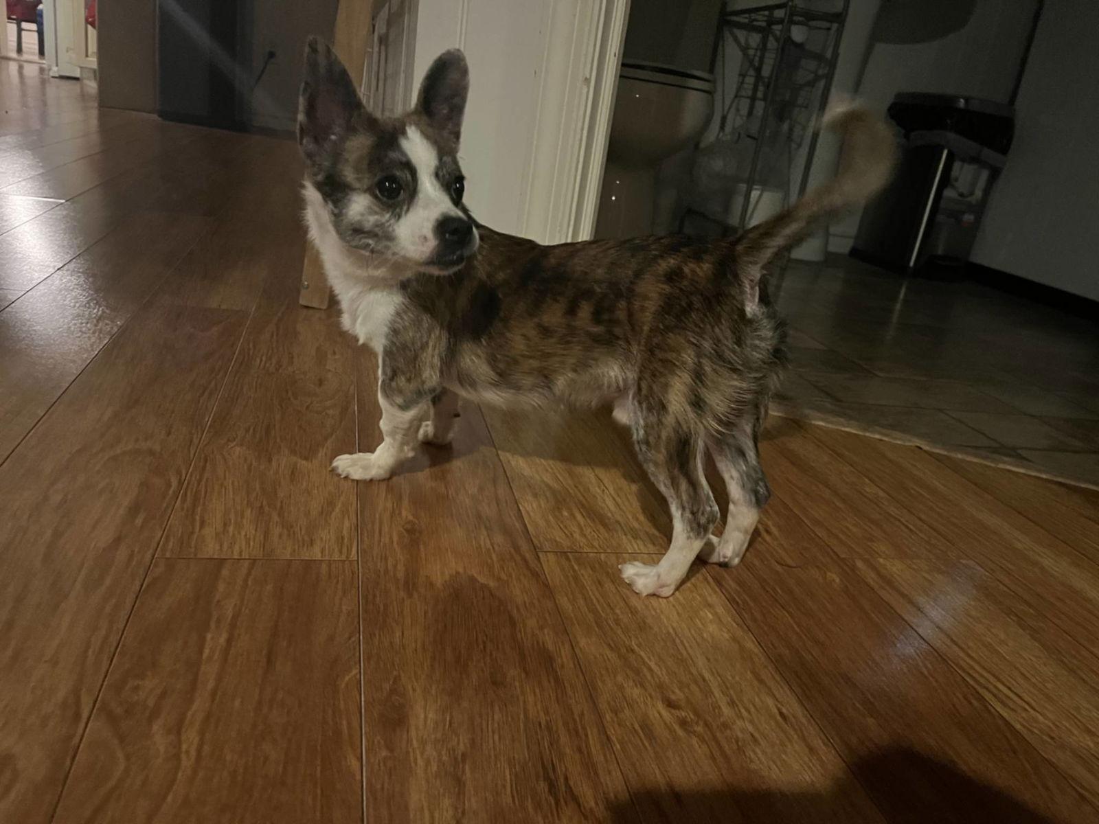 Enlarge Geoffrey, a Adoptable Chihuahua in Catasauqua, PA image 3/3