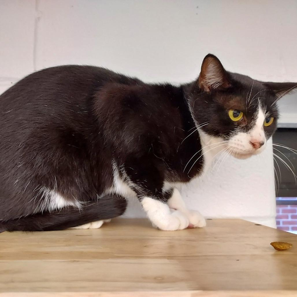 Enlarge Milano, a Adoptable Domestic Short Hair in Dayton, OH image 2/6