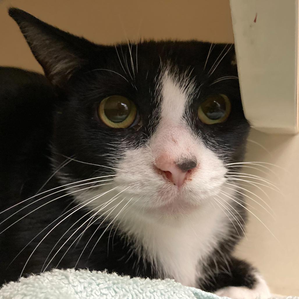 Enlarge Milano, a Adoptable Domestic Short Hair in Dayton, OH image 3/6