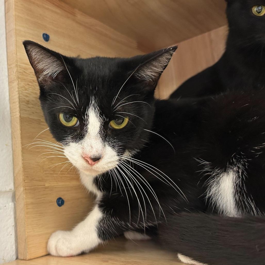 Enlarge Milano, a Adoptable Domestic Short Hair in Dayton, OH image 5/6