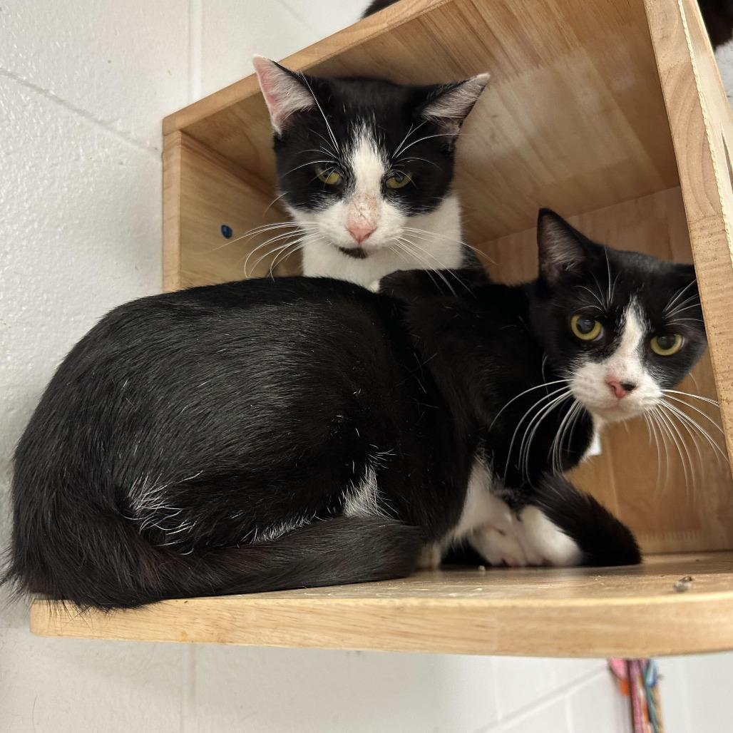 Enlarge Milano, a Adoptable Domestic Short Hair in Dayton, OH image 6/6