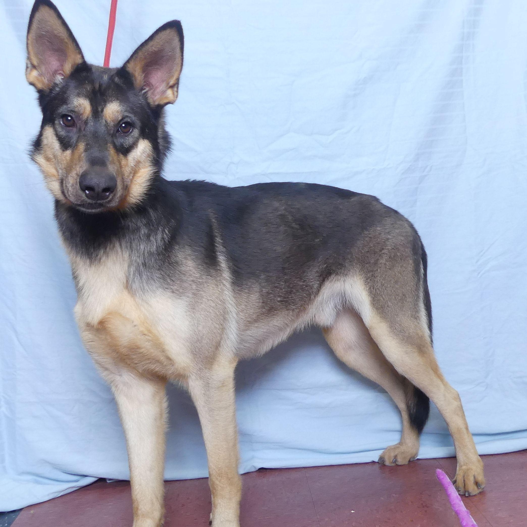 Buckshot, a Adoptable mixed breed in Ukiah, CA image 1/5