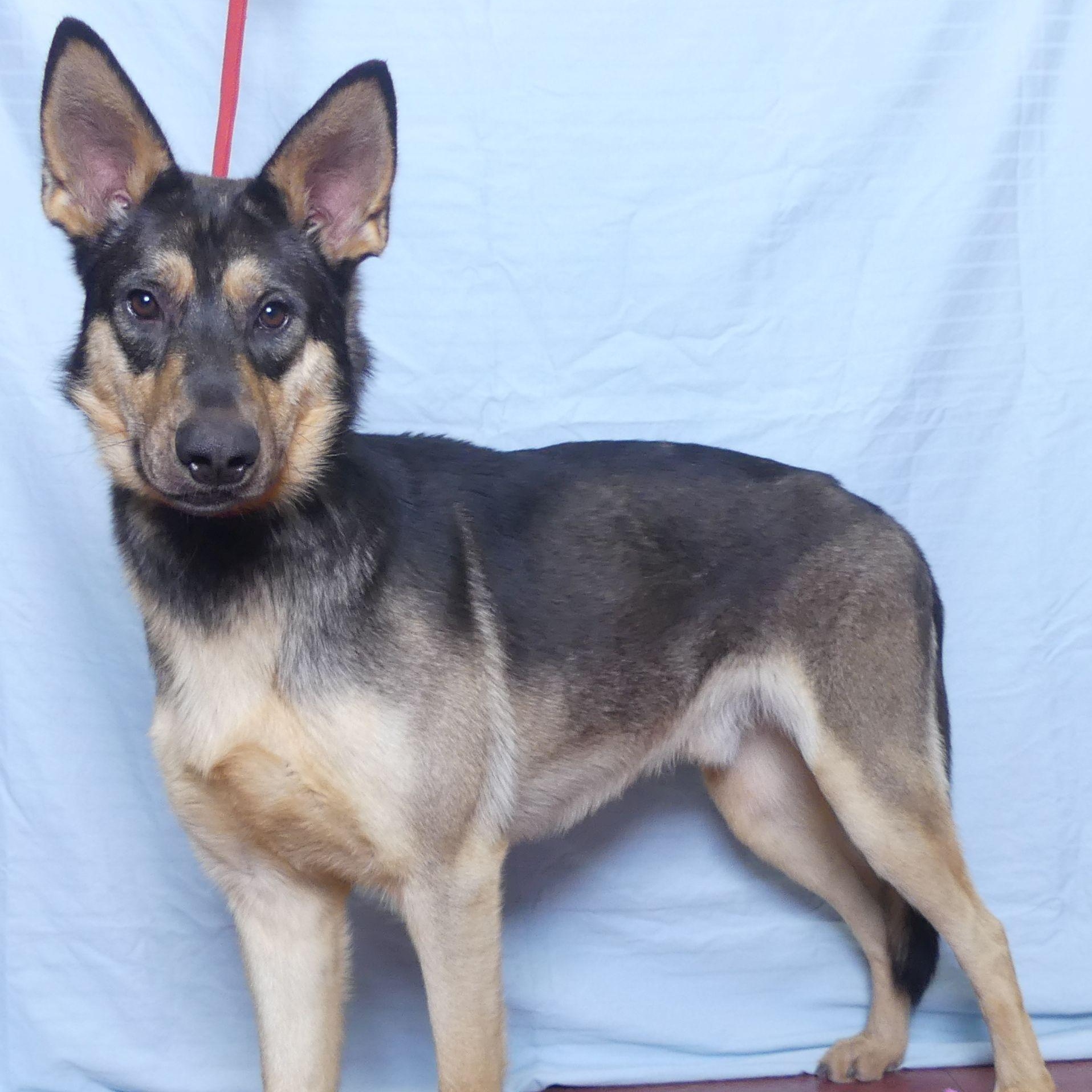 Buckshot, Adoptable, Adult Male German Shepherd Dog.