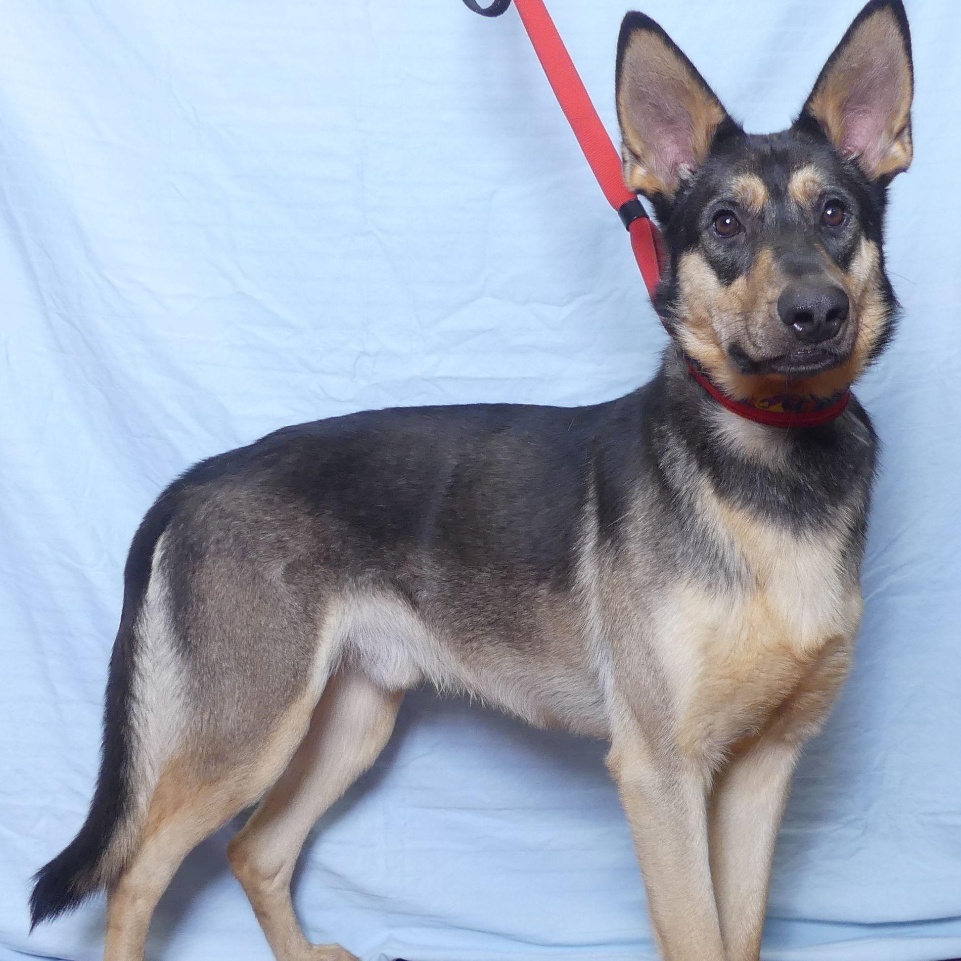Buckshot, a Adoptable mixed breed in Ukiah, CA image 3/5