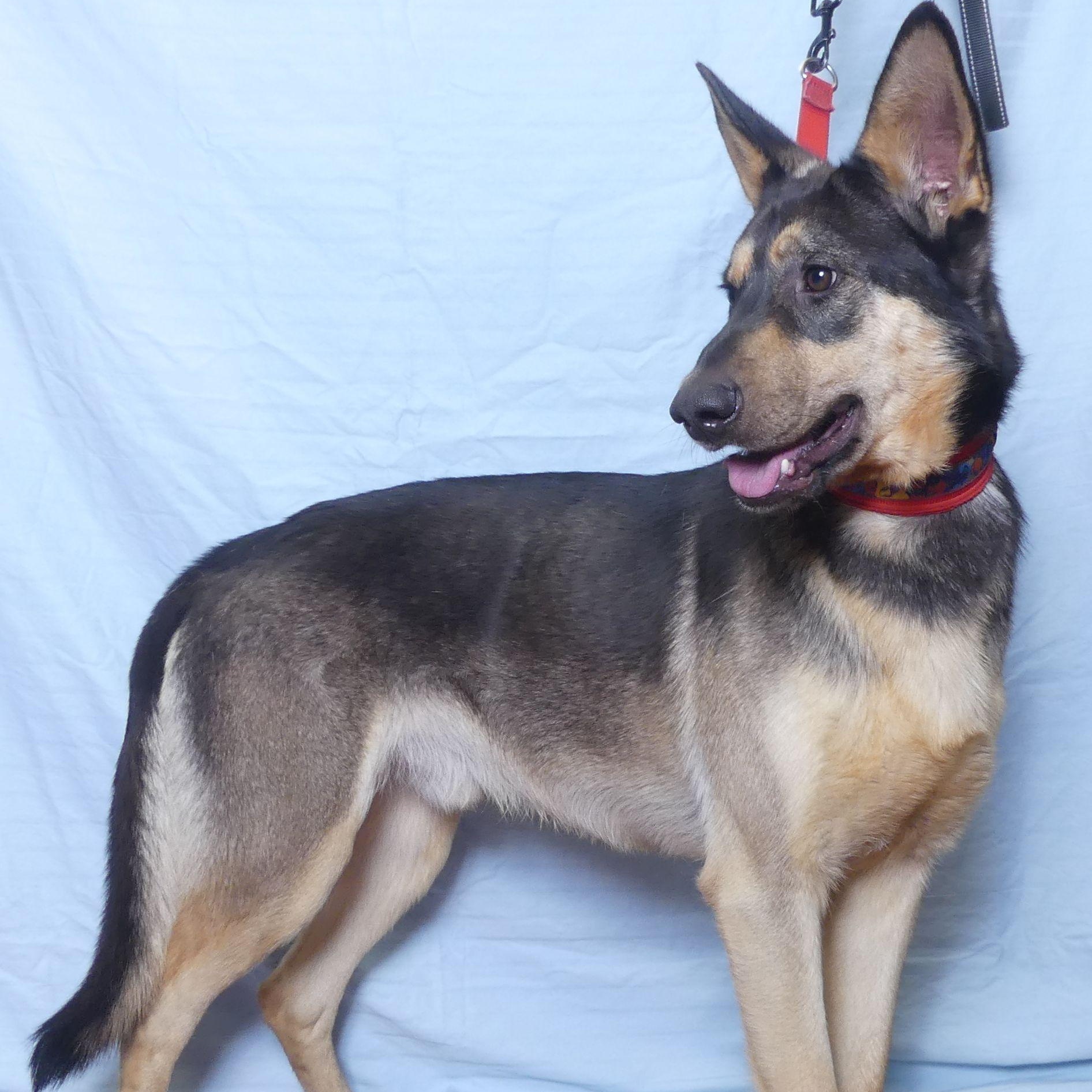 Buckshot, a Adoptable mixed breed in Ukiah, CA image 4/5