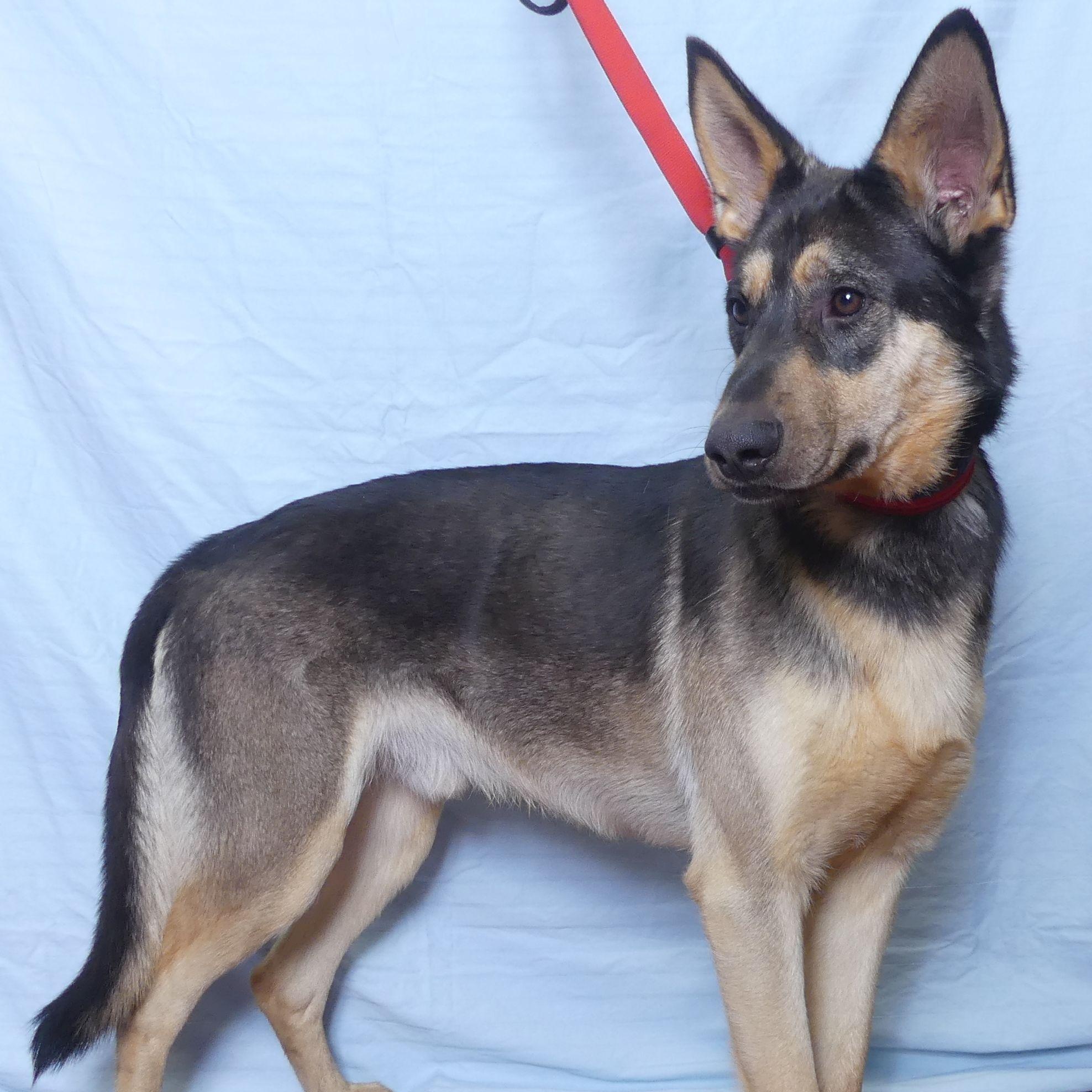 Buckshot, a Adoptable mixed breed in Ukiah, CA image 5/5