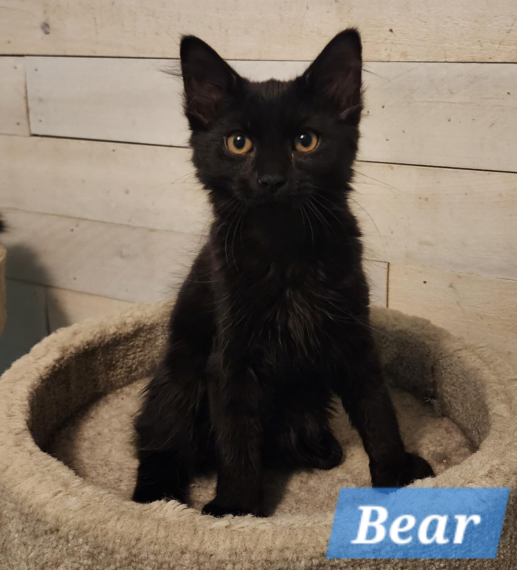 Bear, Adopted, Kitten Male Domestic Long Hair.