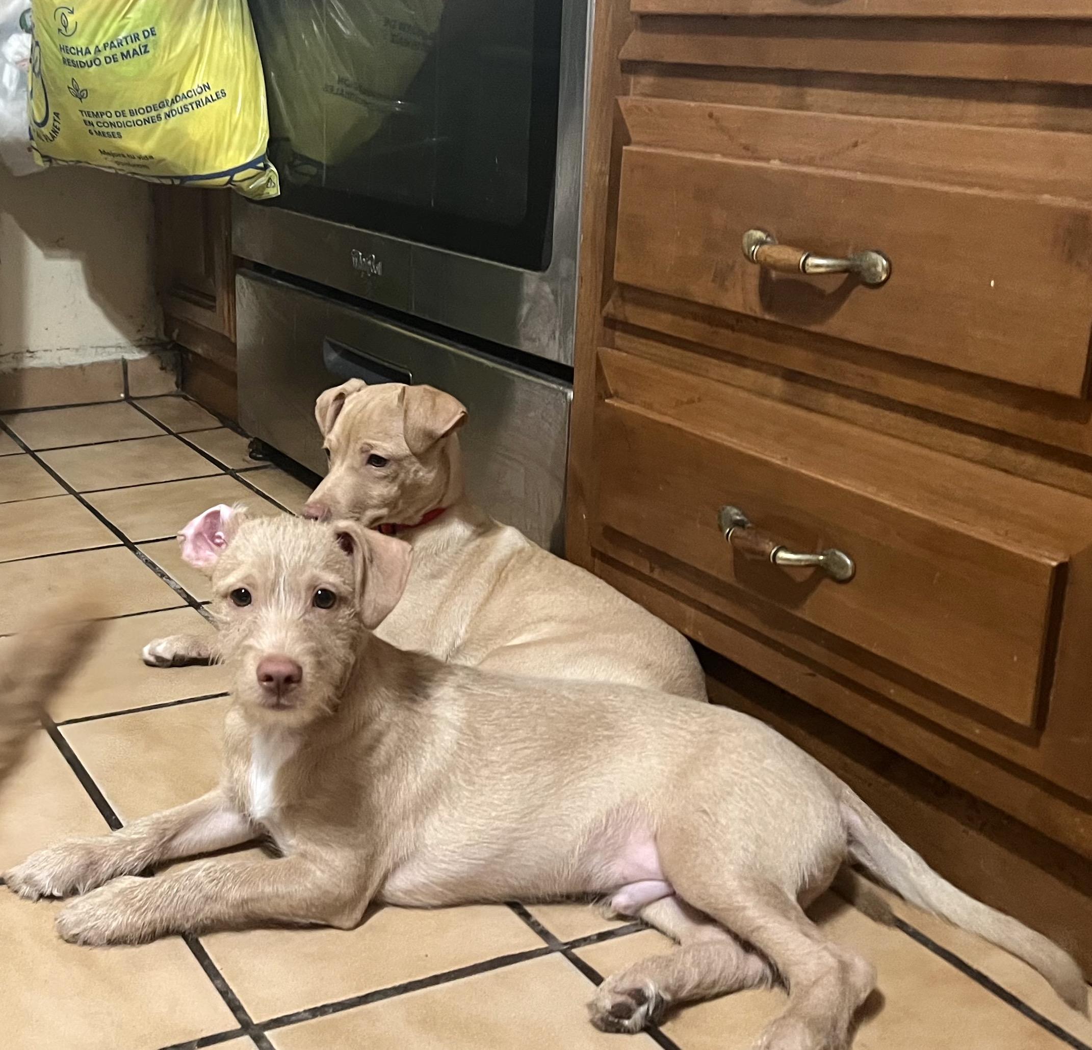 Enlarge Werito(2), a Adoptable mixed breed in Mexicali, BCN image 2/5