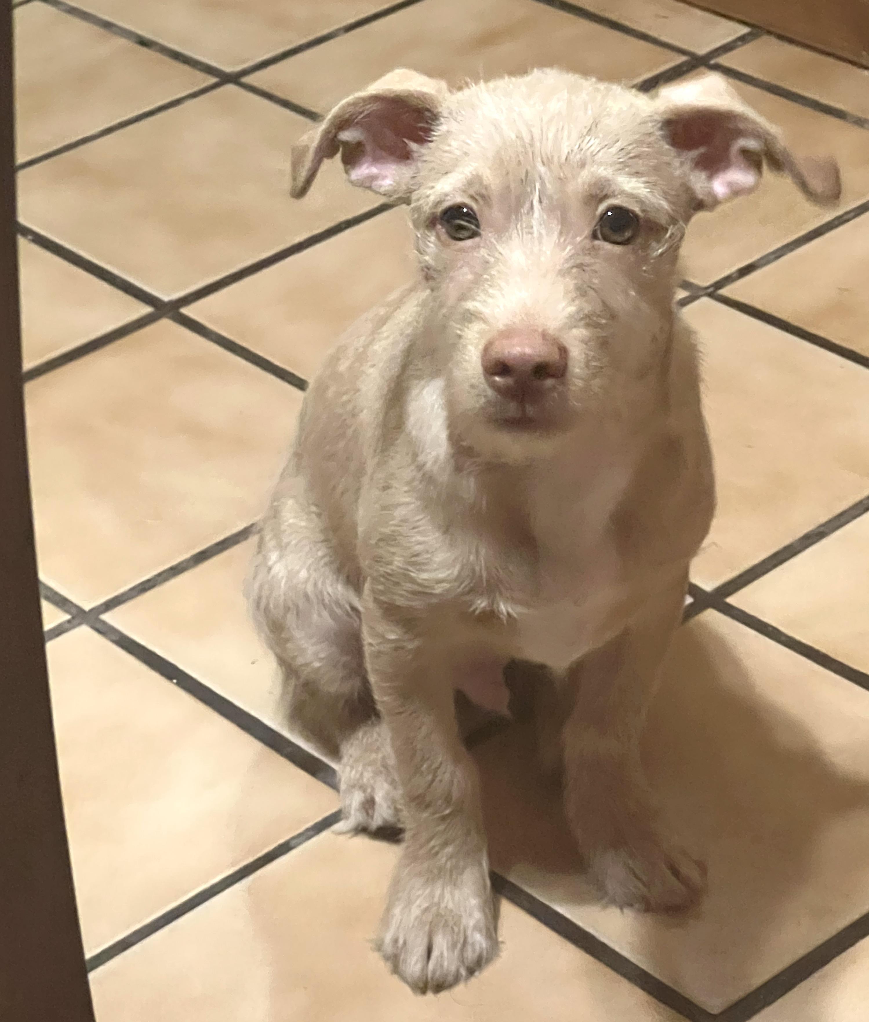 Enlarge Werito(2), a Adoptable mixed breed in Mexicali, BCN image 1/5