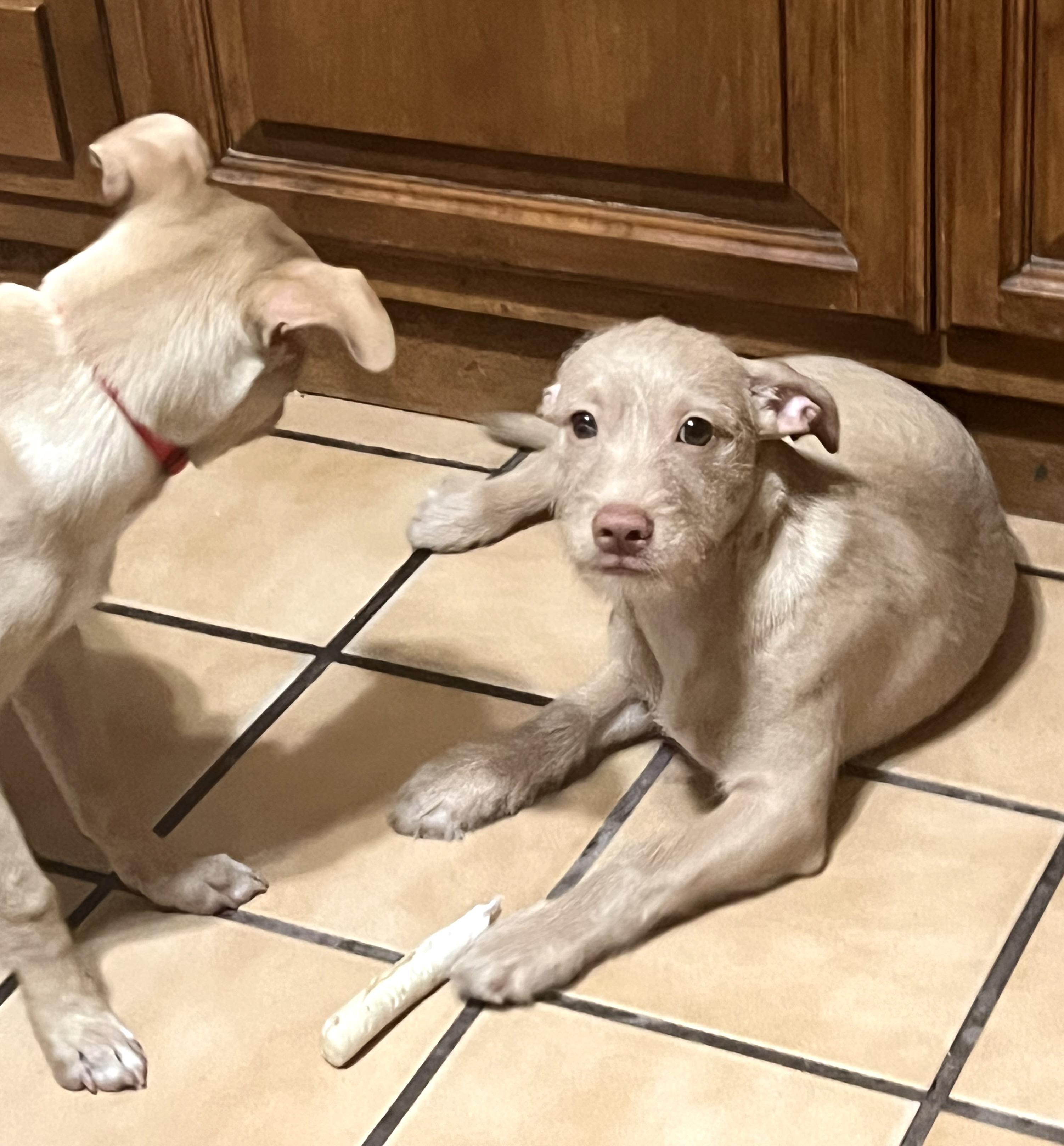 Enlarge Werito(2), a Adoptable mixed breed in Mexicali, BCN image 4/5