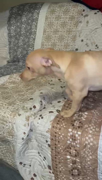 Enlarge Werito(2), a Adoptable mixed breed in Mexicali, BCN video 5/5