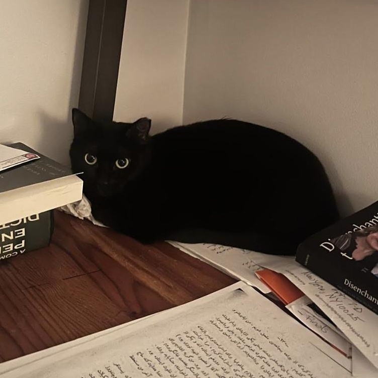 Michaela, a Adoptable Bombay in New York, NY image 6/6